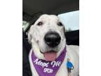 Adopt Willow a White Akbash / Mixed dog in Dallas, TX (40857164)