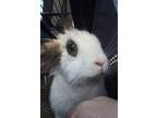 Adopt Happy a White Angora, Satin (short coat) rabbit in Ocala, FL (40973834)