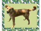 Adopt Lucky a Tan/Yellow/Fawn Labradoodle / Golden Retriever / Mixed dog in