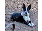 Adopt Oreo a Black - with White Blue Heeler / Mixed Breed (Medium) dog in