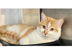 Adopt Baby Daddy a Orange or Red Tabby American Shorthair (short coat) cat in