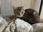 Adopt Muriel a Gray or Blue Domestic Shorthair / Mixed Breed (Medium) / Mixed