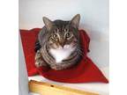 Adopt Rascal a Brown Tabby Domestic Shorthair / Mixed (short coat) cat in