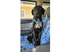 Adopt Quigley a Black - with White Labrador Retriever / Mixed dog in Sarasota