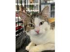 Adopt Raoul a Brown Tabby Domestic Shorthair / Mixed cat in Atascocita