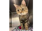 Adopt Cantaloupe a Brown or Chocolate Domestic Shorthair / Domestic Shorthair /