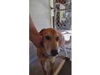 Adopt Pumpkin a Red/Golden/Orange/Chestnut Golden Retriever / Great Pyrenees /