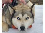 Adopt Eva a Tricolor (Tan/Brown & Black & White) Husky / Husky / Mixed dog in