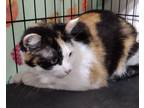 Adopt Scarlett a Calico or Dilute Calico Domestic Shorthair (short coat) cat in