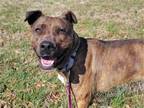 Adopt Tuna a Brindle - with White Pit Bull Terrier / Mixed dog in Millersville