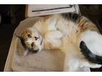 Adopt Marigold a Calico or Dilute Calico Calico (short coat) cat in Mineola