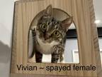 Adopt Vivian a Brown Tabby Domestic Shorthair (short coat) cat in Fairmont