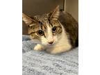 Adopt Tootsie a Domestic Shorthair / Mixed (short coat) cat in Jonesboro