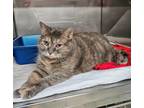 Adopt Ariel a Domestic Shorthair / Mixed (short coat) cat in Jim Thorpe