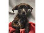Adopt Wamie a Mountain Cur / Mastiff / Mixed dog in El Dorado, AR (41068993)