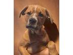 Adopt MoJack a Mountain Cur / Mastiff / Mixed dog in El Dorado, AR (41068992)