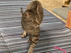 Adopt Faith a Brown Tabby Tabby (medium coat) cat in Pinehurst, NC (39903106)