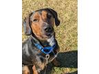 Adopt Charlie a Black Mixed Breed (Medium) / Mixed (short coat) dog in Fairfax