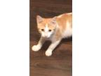 Adopt Toby a Orange or Red (Mostly) Domestic Shorthair (short coat) cat in