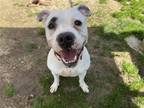 Adopt Leo a White - with Black Pit Bull Terrier / Mixed dog in Millersville