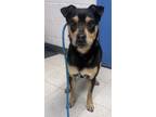 Adopt Graham a Black Mixed Breed (Medium) / Mixed dog in Gulfport, MS (41071001)