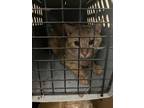 Adopt Peel a Orange or Red Domestic Longhair / Mixed Breed (Medium) / Mixed