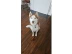Adopt Clifford a Brown/Chocolate - with White Husky / Mixed dog in Clarkdale