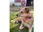 Adopt Chuy a Red/Golden/Orange/Chestnut Australian Cattle Dog / Mixed dog in