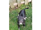 Adopt Sadie a Black Pit Bull Terrier / Mixed dog in Binghamton, NY (39849403)