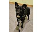 Adopt Fonzie a Black Husky / Mixed dog in Greenville, PA (41070442)