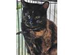 Adopt Belle a Black (Mostly) Domestic Shorthair (short coat) cat in mishawaka