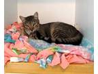 Adopt Tab a Brown Tabby Domestic Shorthair / Mixed (short coat) cat in Colville