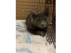 Adopt Smokey / Kit a Gray or Blue Domestic Shorthair / Domestic Shorthair /