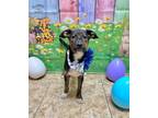 Adopt Brent a Black Mixed Breed (Medium) / Mixed Breed (Medium) / Mixed (short