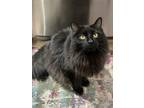 Adopt Miracle a All Black Domestic Longhair (long coat) cat in Scranton