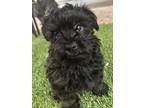 Adopt Tristan a Black - with Brown, Red, Golden, Orange or Chestnut Poodle (Toy