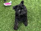 Adopt Teagan a Black - with Brown, Red, Golden, Orange or Chestnut Toy Poodle /