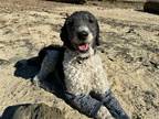Adopt Marcus a White - with Black Standard Poodle / Mixed dog in San Francisco