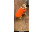 Adopt Fubao a Tan/Yellow/Fawn - with White Corgi / Mixed dog in San Francisco