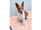 Adopt Gemma a White Jack Russell Terrier / Mixed Breed (Medium) / Mixed (short