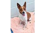 Adopt Gemma a White Jack Russell Terrier / Mixed dog in Pompano Beach