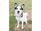 Adopt COCO a White Siberian Husky / Mixed dog in Murfreesboro, TN (41069807)
