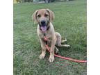 Adopt Louie a Red/Golden/Orange/Chestnut - with Black Shepherd (Unknown Type) /