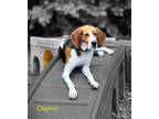Adopt Clayton a Foxhound / Mixed dog in Cambridge, MD (39619402)