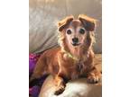 Adopt Teddy a Tan/Yellow/Fawn - with White Dachshund / Mixed dog in Knoxville
