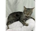 Adopt Sierra a Domestic Shorthair / Mixed (short coat) cat in Greensboro