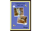 Adopt Ponyo - The Princess a Calico or Dilute Calico Domestic Shorthair (short