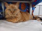 Adopt Joan a Orange or Red Domestic Shorthair / Domestic Shorthair / Mixed cat