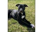 Adopt Noelle a Black - with White Pit Bull Terrier / Mixed Breed (Medium) /