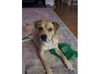 Adopt Marco a Brown/Chocolate - with Black Mountain Cur dog in Irwin